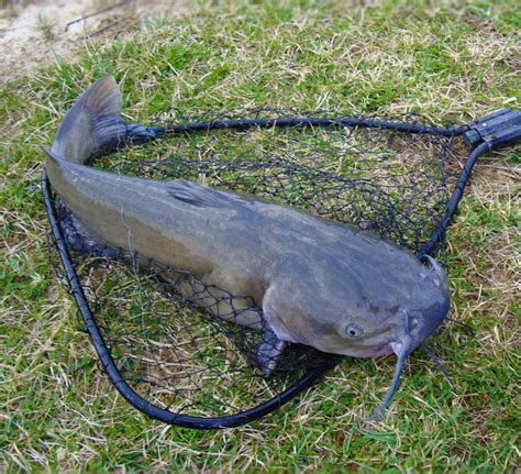 5 baits that are guaranteed to catch catfish in rivers - Go Fishing ...