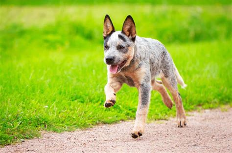 Dog Breed Info Blue Heeler at Eula Seay blog