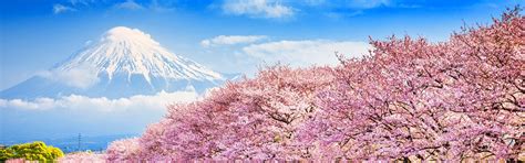 10-Day Japan Cherry Blossom Spring 2025 Mini-Group Tour