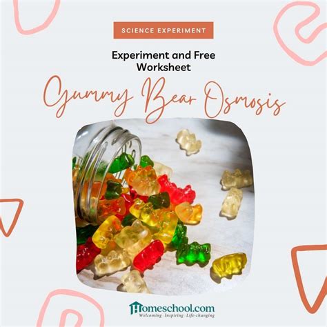 Osmosis Experiment With Gummy Bears