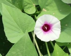 ZIXA Ipomoea batata ‚Terrace Lime‘ Seed Price in India - Buy ZIXA ...