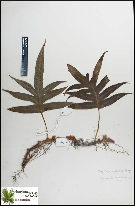 Herbarium JCB