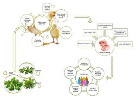Nutritional Composition and Bioactive Compounds of Basil, Thyme and ...