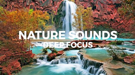 Image result for Relaxing Tree Sounds