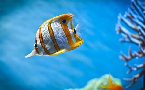 fish pictures hd