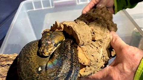 Image result for How Long Is a Python