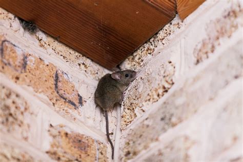 Can Mice Climb Walls and Other Surfaces? | EcoGuard