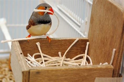 Zebra Finch Nest Box Plans | 7petals.in