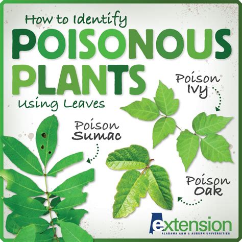 Poisonous Plants Common Poisonous Plants To Avoid This Spring High