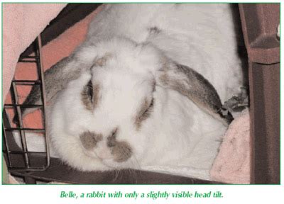 Image result for Rotating Head Rabbit