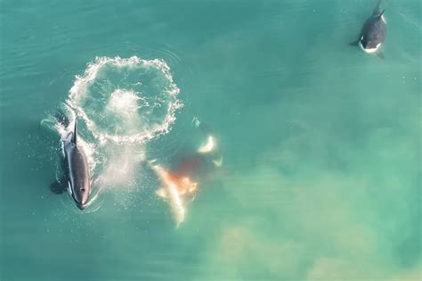 Orca whales kill great white shark in Mossel Bay video