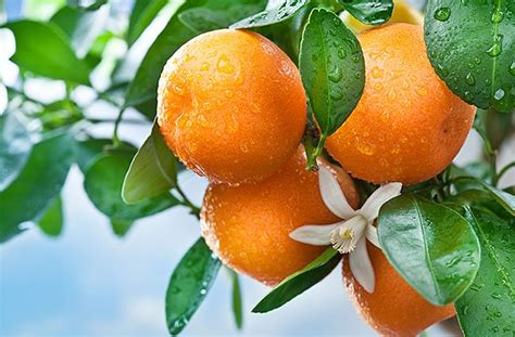 Image result for Blueberry Inflation deviantART Axel