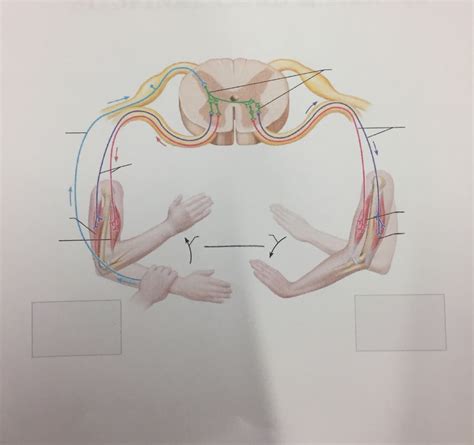 Image result for Crossed Extensor Reflex Demonstration