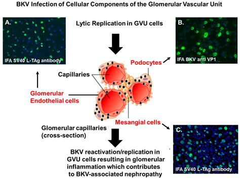 What Is Bk Virus Pcr at Mary Langan blog