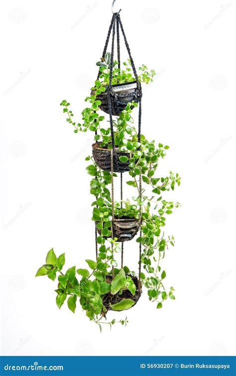 Hanging House Plant | Wallpapers Gallery