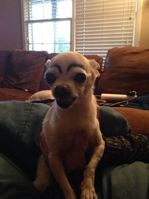 Adorable Chihuahua with Painted Eyes