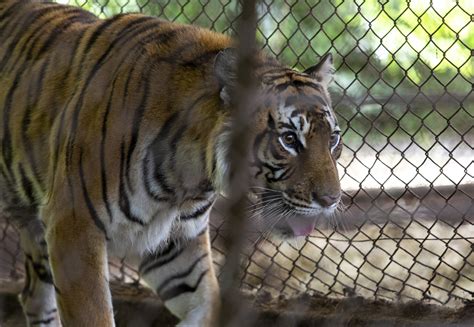 Emergency Mission Underway in Argentina To Help Over 60 Zoo Animals ...