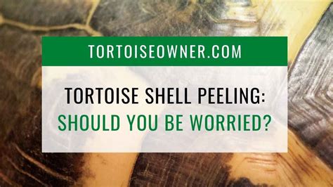 Tortoise Bottom Shell Fell Off 的图像结果