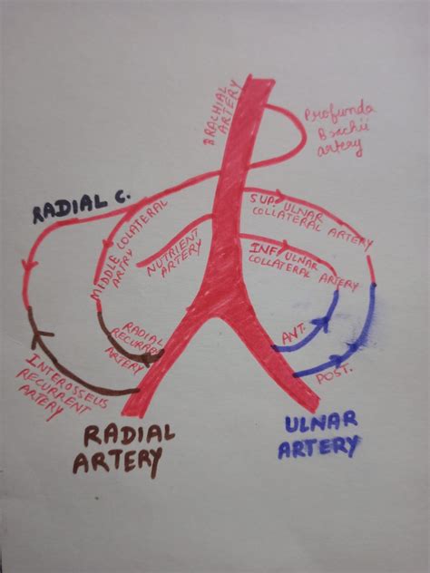 Profunda Brachii Artery