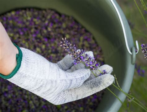 How To Grow Lavender From Seed - Backyard Boss