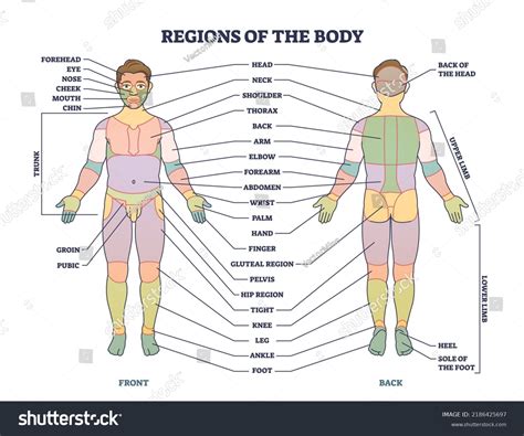 Body Quadrants Abdominopelvic Regions And Quadrants Explained