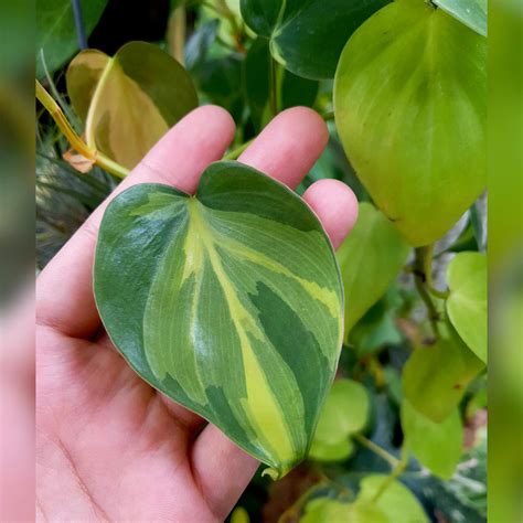 Philodendron Brasil | Philo. Scandens Variegated – Lalit Enterprise