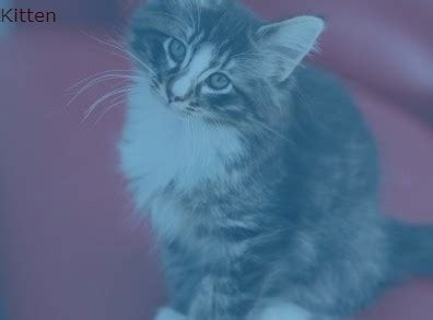 Image result for Slide Box in HTML/CSS