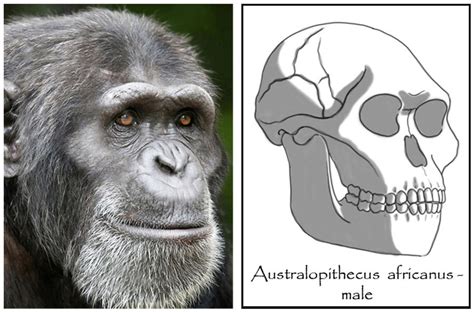 Australopithecus Africanus Body 的图像结果
