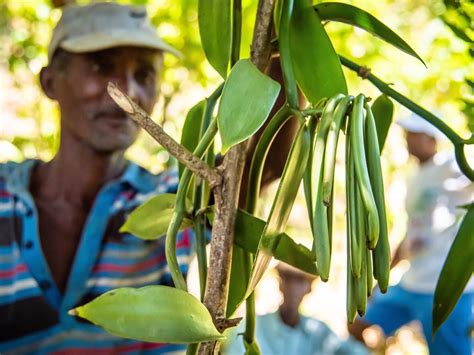 Vanilla Growing Process