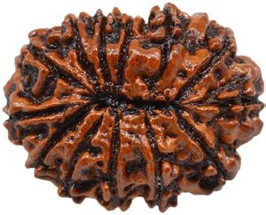 Jewelswonder Natural Thirteen Face /13 Mukhi Rudraksha With JGL Lab ...