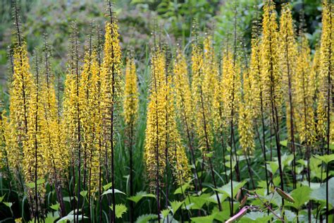 Tall Plants for Shade — 5 Unusual Picks for Your Garden | Livingetc