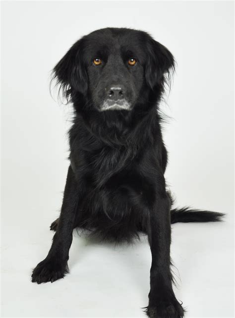 Long Haired Labrador Retriever - dopi