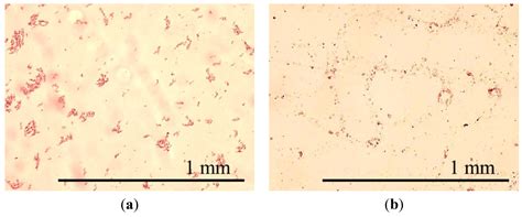Ferronematics Based on Paramagnetic Nitroxide Radical Liquid Crystal