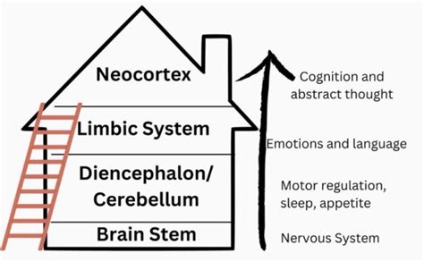 Beaconhouse Neurosequential Model 的图像结果