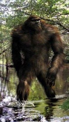 Image result for Bigfoot Found Alive
