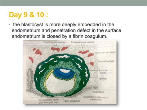 Image result for 2nd Week of Development