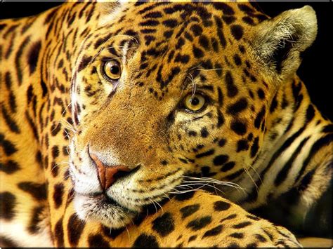 Wallpaper Animal: Jaguar