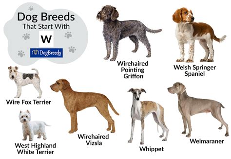 Dogs Start With W at Hae Wilson blog