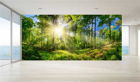 Day Sunlight Forest Wallpaper – Myindianthings