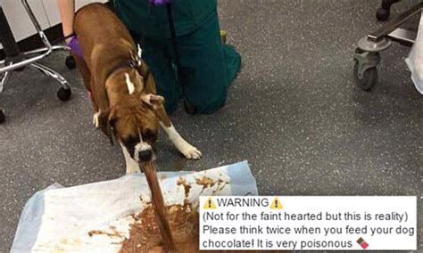 When Dogs Eat Chocolate