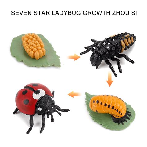 Buy Wmkox8yii 4 Piece Insect Figure Animal Life Cycle Plastic Brood To ...