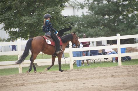 Reining Collection 的图像结果