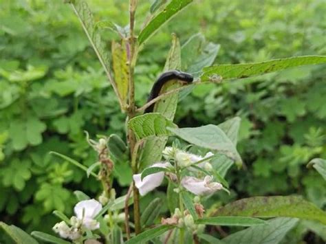 Farmers in Yavatmal district are in trouble, the infestation of ...