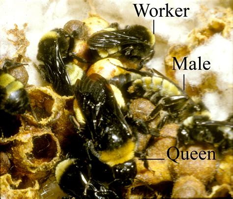 Social Behavior, BeeSpotter, University of Illinois