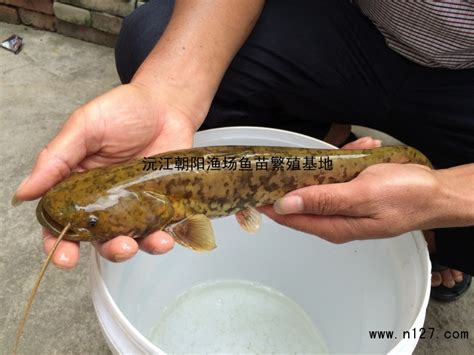 500余万尾鲢鳙老口鱼种投放千岛湖_腾讯新闻