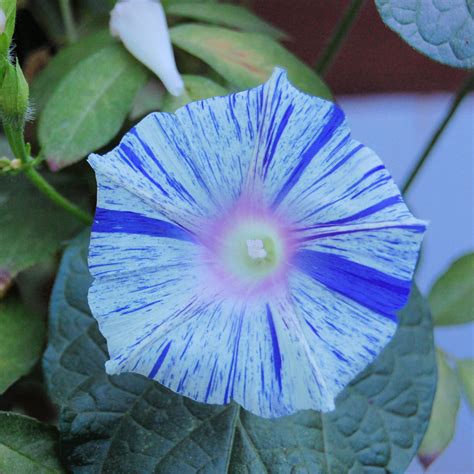 Wave Petunias 101: A Beginner’s Guide to Planting and Caring - Flower ...