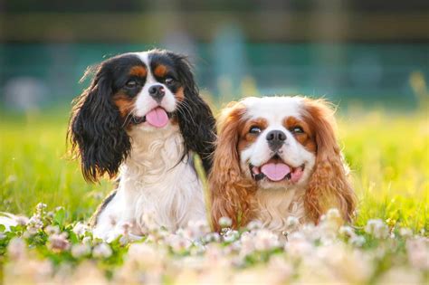 How Much Does a Cavalier King Charles Spaniel Cost?