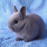 Image result for Baby Brown Rabbit