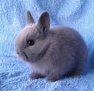 Image result for Red Cute Baby Rabbits