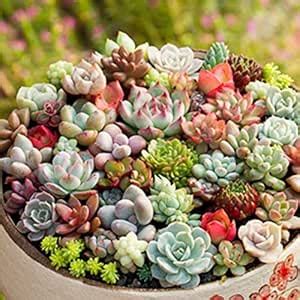 Exotic Air Purifier Indoor Growing Mix Succulent Seeds- 35 Seeds - Grow ...